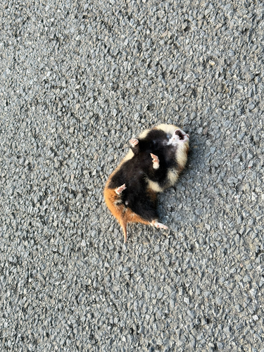 Eurasian Hamster