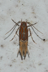 Labdia semicoccinea