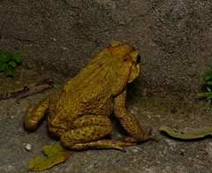 Yellow Cururu Toad photo 5