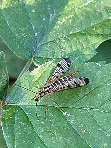 German Scorpionfly