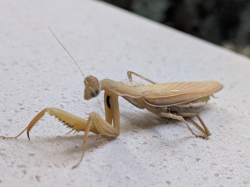 European Mantis