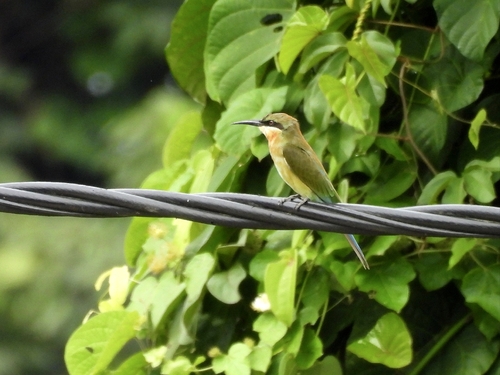 Blue-tailed Bee-eater