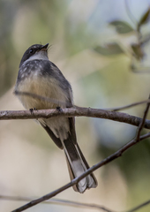 Rhipidura rufiventris