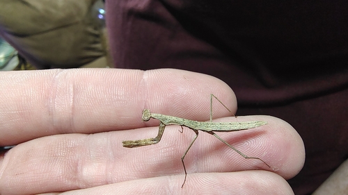 Slender Prairie Mantis