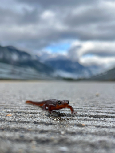 Rough-skinned Newt