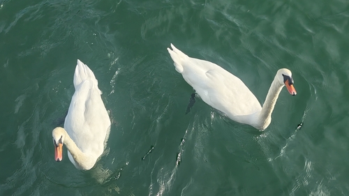 Mute Swan