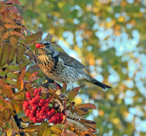 Fieldfare