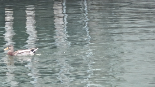 Mallard