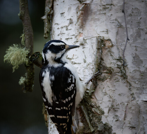 Hairy Woodpecker