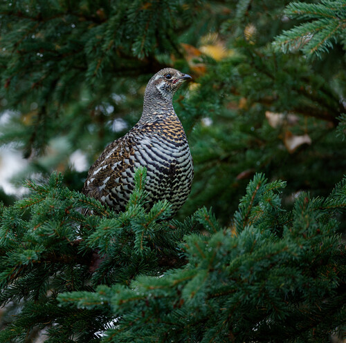 Spruce Grouse