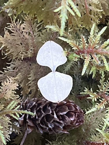 Neottia cordata, 2026-09-21