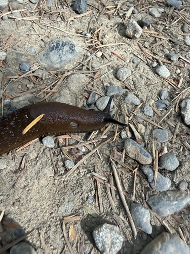 Black Slug