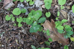 Erysiphe caprifoliacearum