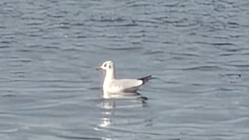 Black-headed Gull