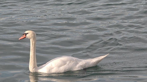 Mute Swan