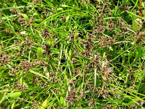Brown Flatsedge