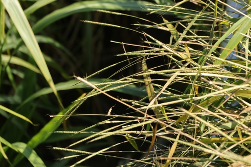 Ischaemum rugosum observed 2026-09-22