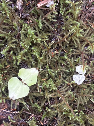 Neottia cordata observed 2026-09-21