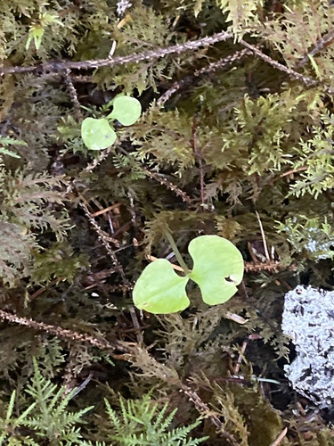 Neottia cordata observed 2026-09-21