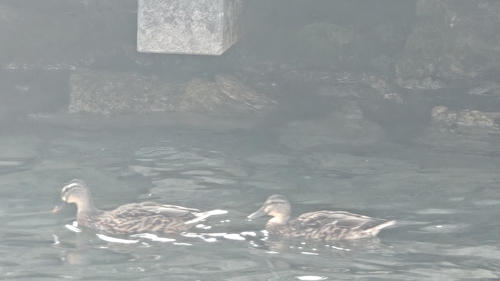 Mallard
