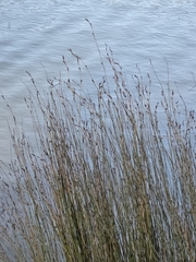Apodasmia similis, photograph author not stated, no rights reserved