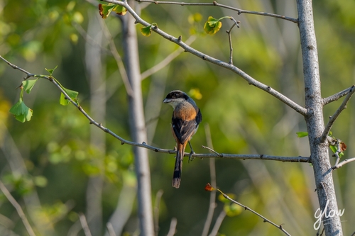 Long-tailed Shrike
