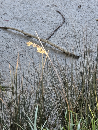 Juncus kraussii, photograph 2