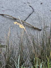 author not stated, no rights reserved Juncus kraussii, photograph author not stated, no rights reserved