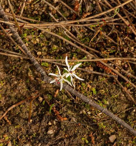 Wurmbea dioica, photograph 4