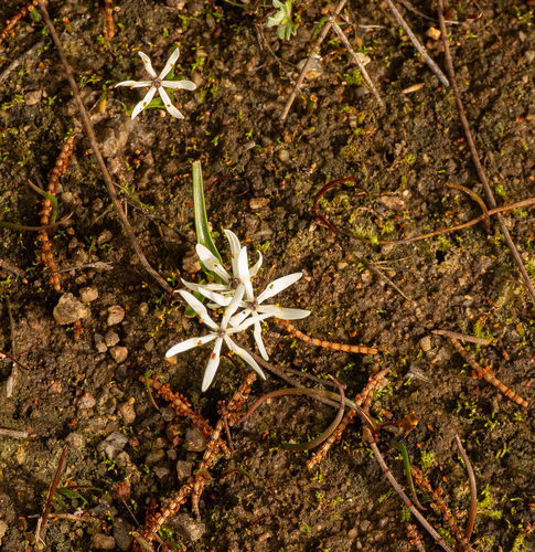 Wurmbea dioica, photograph 3