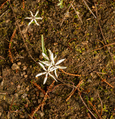 Wurmbea dioica, photograph (c) Carmon, some rights reserved (CC BY-SA)