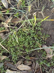 Apium prostratum, photograph author not stated, no rights reserved