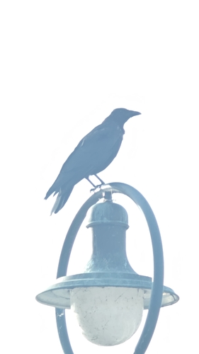 Carrion Crow