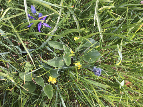 Viola praemorsa var. praemorsa
