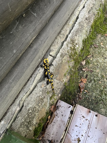 Fire Salamander