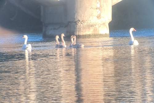 Mute Swan