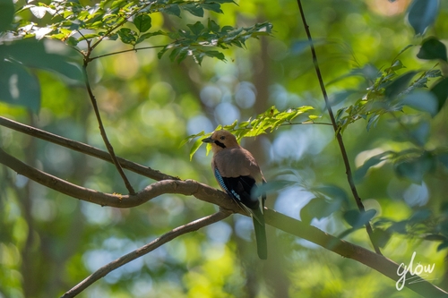 Eurasian Jay