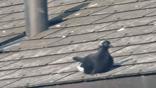 Feral Pigeon