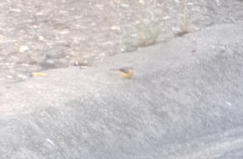 Grey Wagtail