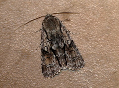 Turnerinycta phaeocosma