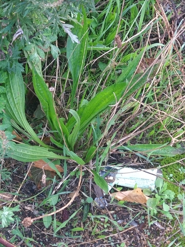 ribwort plantain
