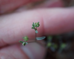 Hesperolinon breweri