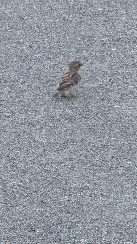 European house sparrow