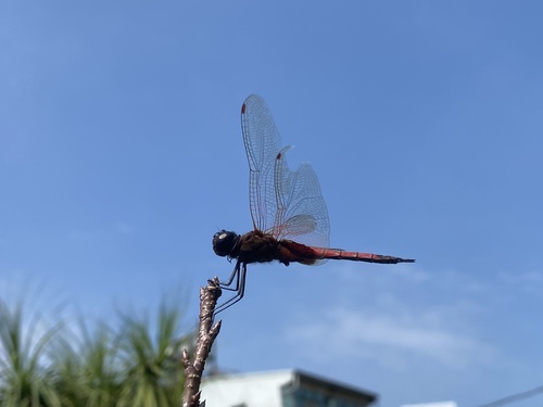 Saddlebag Glider