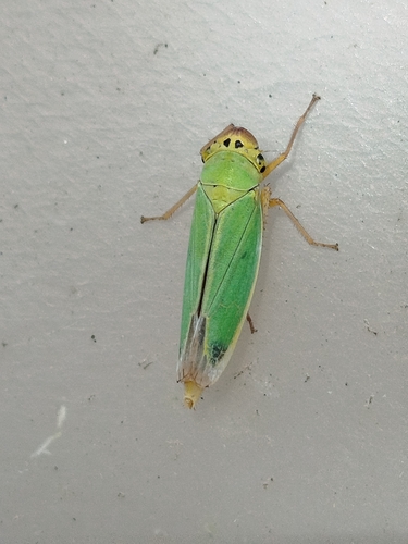 Green Leafhopper