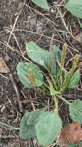 greater plantain