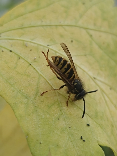 Common European Yellowjacket