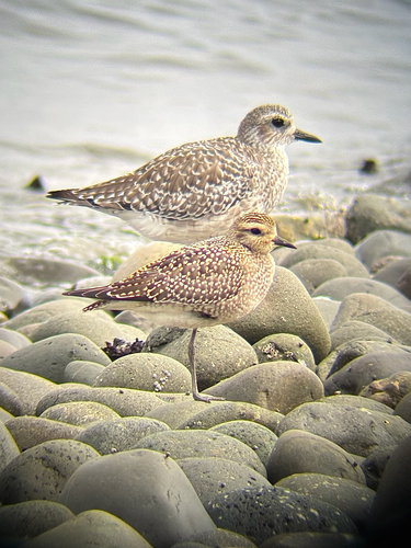 American Golden-Plover