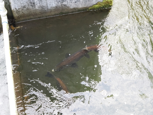 Chinook Salmon