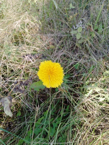 common dandelion